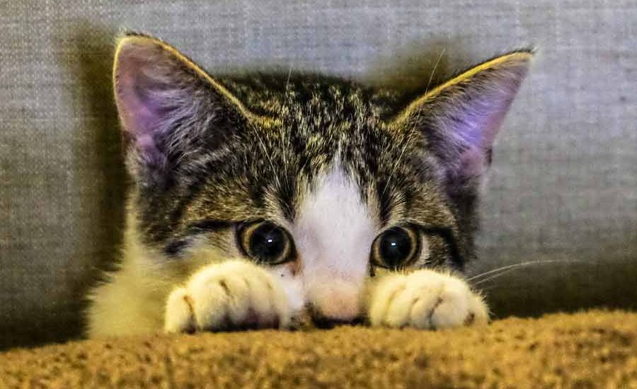 Kucing bisa Tertular Rabies, Lakukan Langkah ini Biar Aman Seisi Rumah Kucing peliharaan di rumah (foto: Francesco Ungaro | pexels)